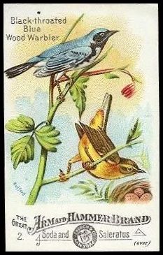 2 Black-throated Blue Wood Warbler